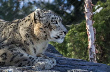 Snow leopard relaxes on a rock and gazes off to the side