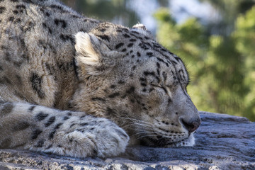 Snow leopard relaxes on a rock with eyes closed, close up profile portrait of face