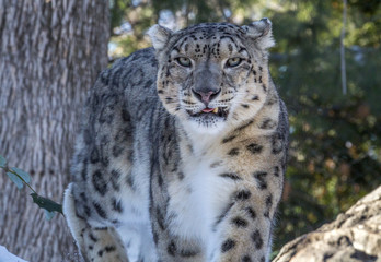 Snow leopard smirking and walking towards camera