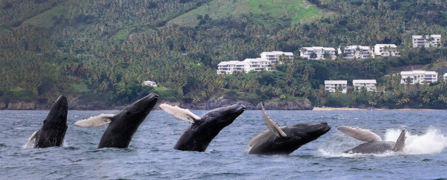 Baby humpback whale calf breaching (jumping) out of the ocean in front of an island