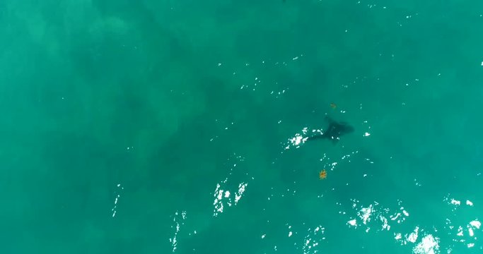 Aerial Footage of Sharks Near Shoreline in Juno Beach, Florida