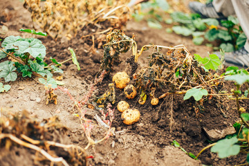 Fresh Potatoes Dig From Ground in The farm. Potato Harvesting.