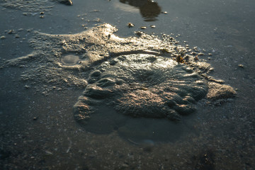Carpet sea anemone during low tide