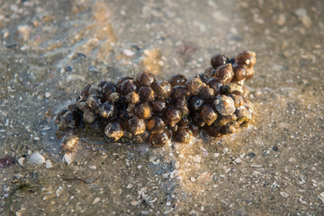 Cuttlefish eggs at seagrass bed during low tide