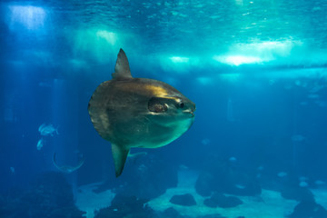 The ocean sunfish or common mola (Mola mola) in the Lisbon Oceanarium in Portugal. - obrazy, fototapety, plakaty