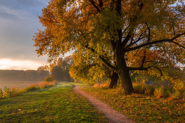 Park at autumn in Falenty near Raszyn, Masovia, Poland