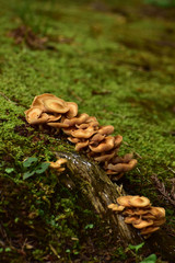 Fototapeta premium 苔の庭にこんもりと生えるキノコ