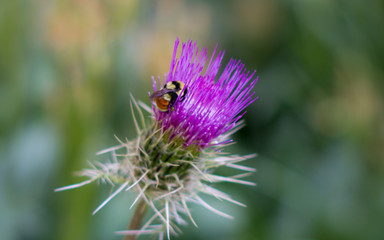 Bee on Thistle