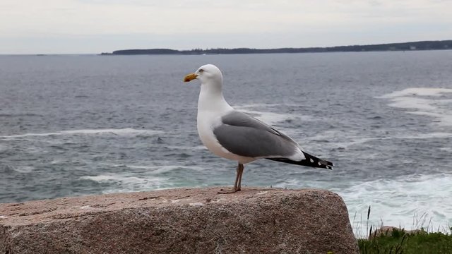 Seagull by the sea in Canada. Recorded with a canon 6d in 2016.