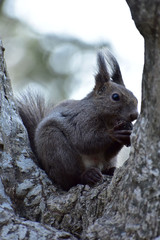 胡桃を頬張る早春のエゾリス