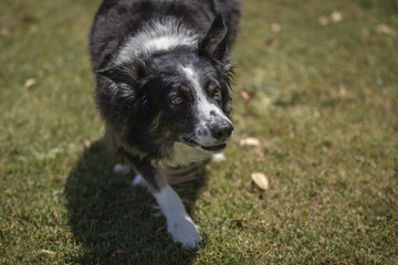 border collie tracking on the grass