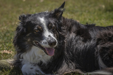 panting border collie lies down
