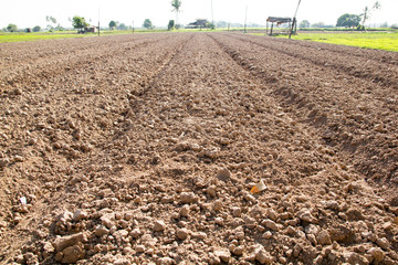 Agriculture Plantation Fields