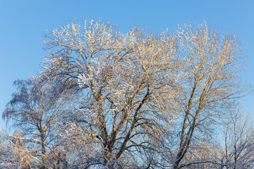 Obraz na płótnie Canvas trees with snow