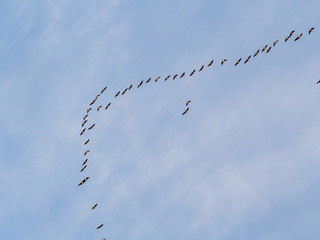 flock of geese