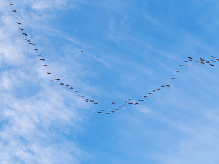 flock of geese in flight