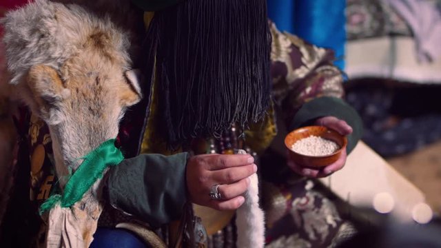 Mongolian Shaman performing a blessing, praying or offering, during a ceremony in a ger, West Mongolia