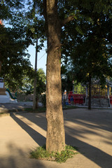 Tree in tample