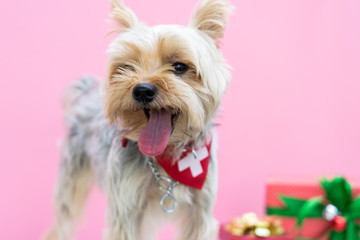 Small cute funny Yorkshire Terrier puppy dog in a Christmas in white wood table and pink background.