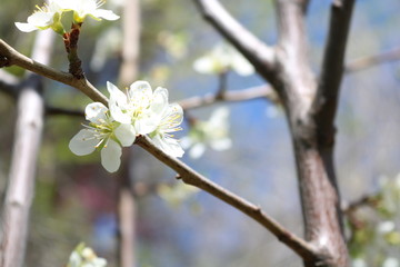 Plum Tree in Blossom