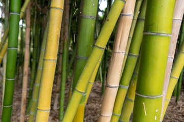 background of green bamboo