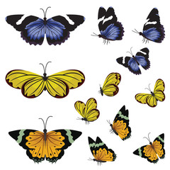 Colorful Butterflies Beautiful Butterfly Various Directions Collection Set