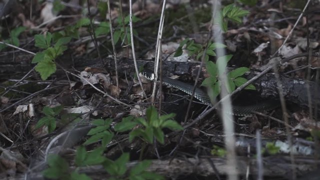 A snake crawling through the grass.