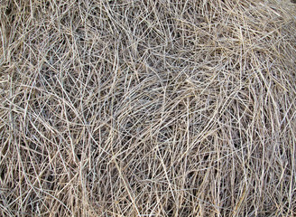Rice straw after harvested