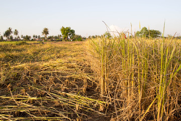 Fototapeta premium Rice straw after harvested