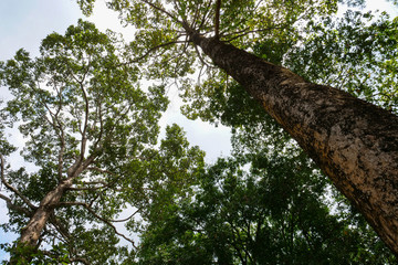 Fototapeta premium wide angle view of big tree in forest , nature background concept.