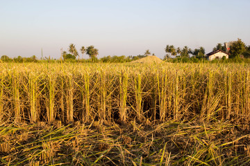Rice straw after harvested