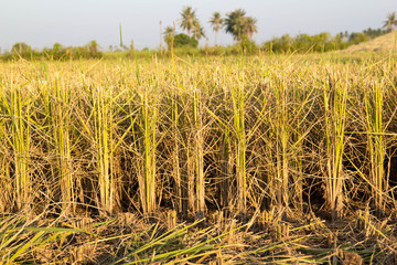 Rice straw after harvested