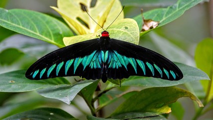 Trogonoptera brookiana or Raja Brooke's birdwing Butterfly