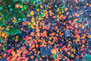 leaf pile 