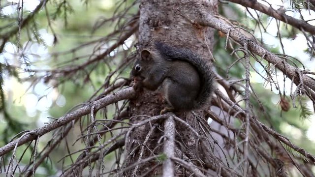 Chappy eating in the forest on a tree recorded in 2016 with a canon 6d.