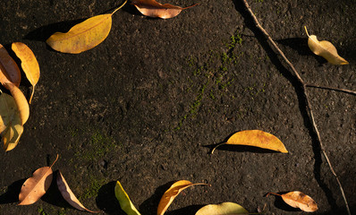 Leaves dry on the ground in the nature and copyspace , background concept.