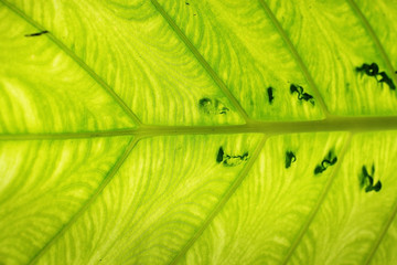 close up of green leaf texture. 