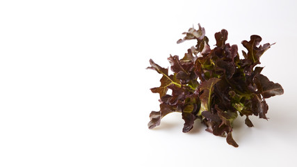 Salad greens, herbs. Healthy eating.