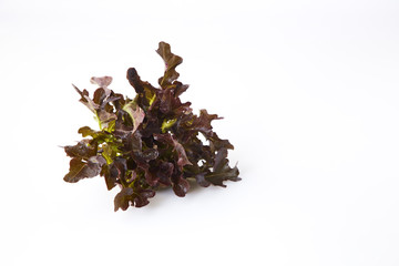 Salad greens, herbs. Healthy eating.