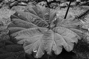 plantas del volcán