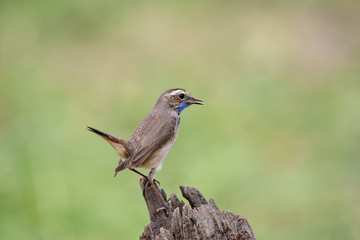 Male Bluethroats from Alaska, Bluethroat is one of the handful of birds that breed in North America and winter in Asia.