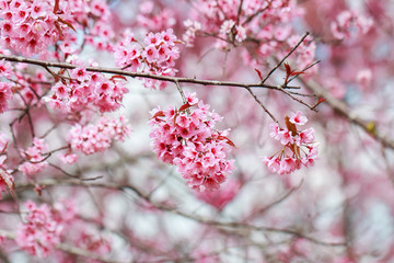 Fototapeta premium Wild Himalayan Cherry Blossoms in spring season (Prunus cerasoides), Sakura in Thailand, selective focus, Phu Lom Lo, Loei, Thailand.