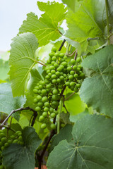 Green and young grape cluster in the tree. Green grape cluster. New green grape in the vineyard.