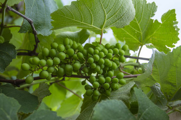 Green and young grape cluster in the tree. Green grape cluster. New green grape in the vineyard.