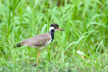 Red-wattled lapwing is an Asian lapwing or large plover, a wader in the family Charadriidae. They are ground birds that are incapable of perching.