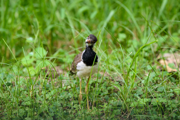 Red-wattled lapwing is an Asian lapwing or large plover, a wader in the family Charadriidae. They are ground birds that are incapable of perching.