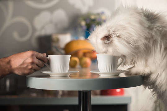 Persian white cat drinking coffee. Coffee mug in male hand.