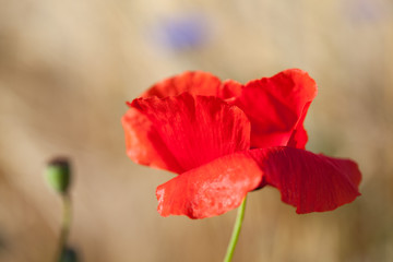 Naklejka premium Kwiat maku