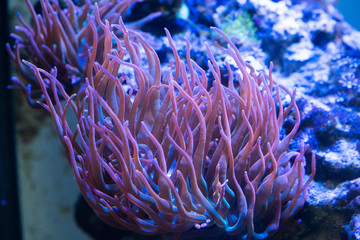 rainbow bubble tip anemone