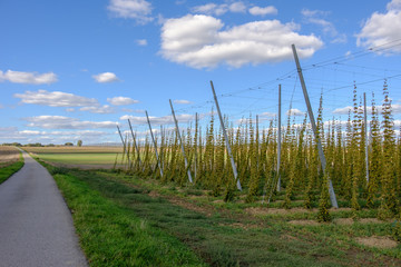 Modernes Hopfenfeld an Feldweg